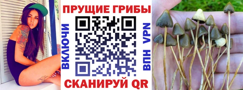 hydra вход  Назарово  Галлюциногенные грибы Psilocybe 